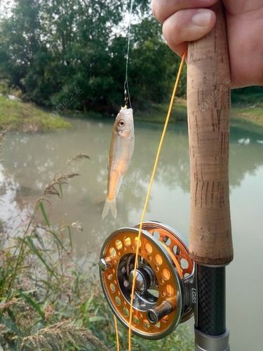 论坛 路亚钓法 飞蝇钓之首探马尾河!
