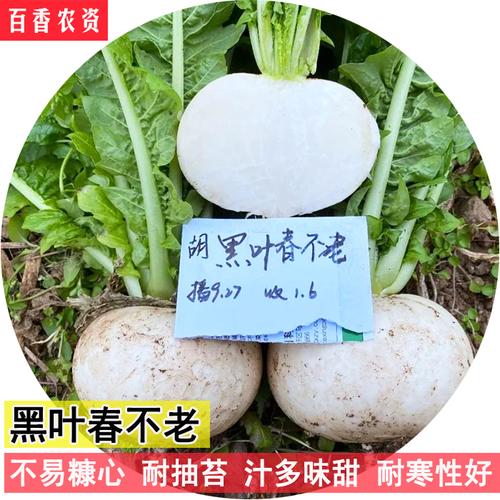 春不老萝卜种子春季秋季耐寒蔬菜种孑味甜多汁耐抽苔圆白萝卜种籽