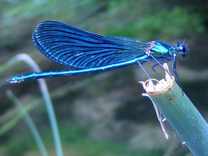 蓝蜻蜓