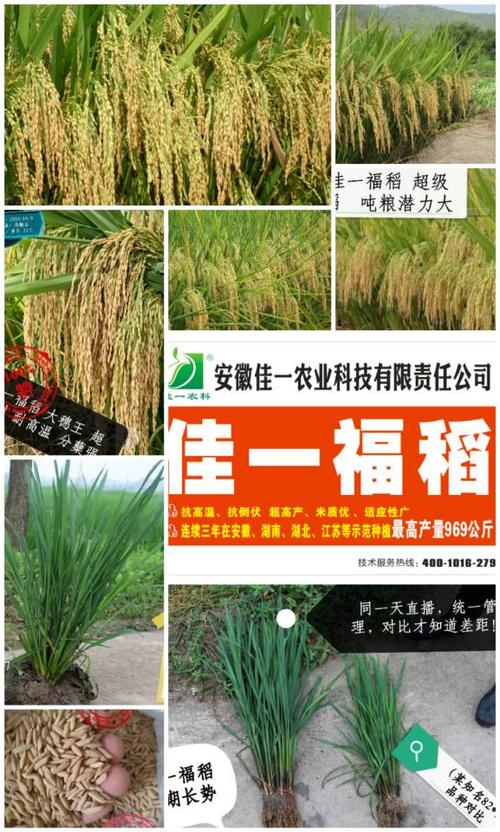 最新超级稻:佳一福稻969