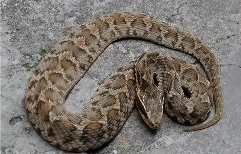 第十名:短尾蝮蛇