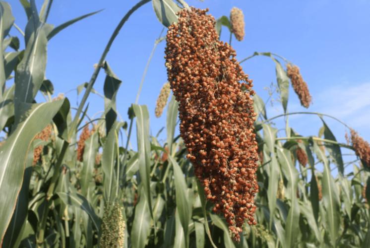 成熟的高粱.何显卓供图