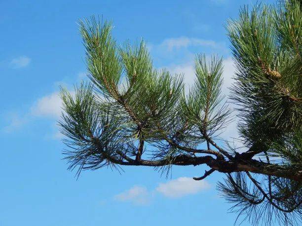 【小说】张文德|一棵松树