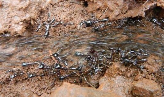 行军蚁和子弹蚁谁更厉害?为什么?