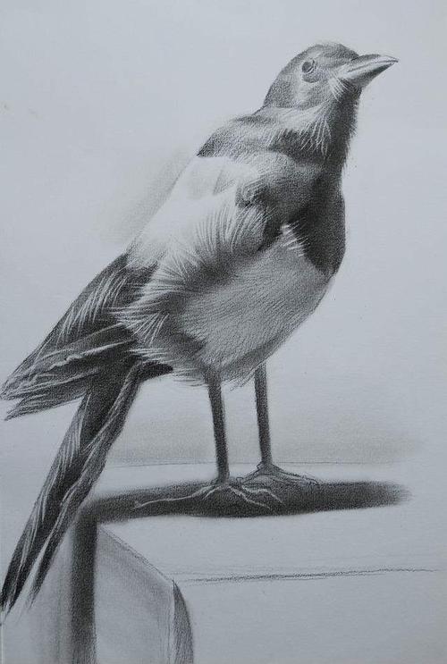 鸟素描步骤讲解教程