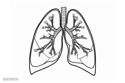 人体器官肺的画法