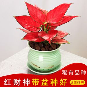 吉利红盆栽如意皇后