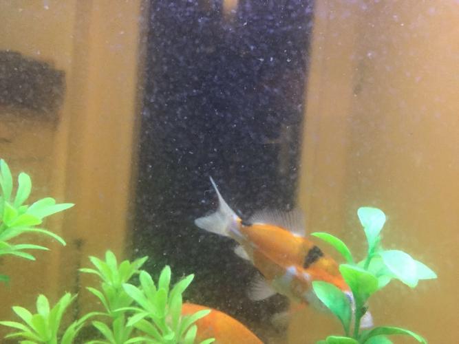 鱼缸内壁有一层白色的粘膜,请问是什么,怎么清理.