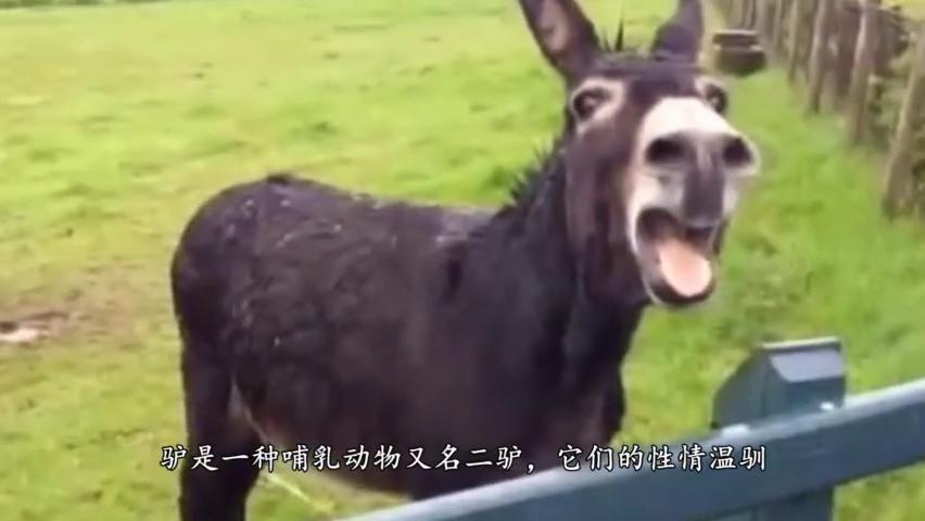 母毛驴相遇了,下一秒开始卖萌搞怪,都忍住别笑 为您推荐: 二毛驴传奇