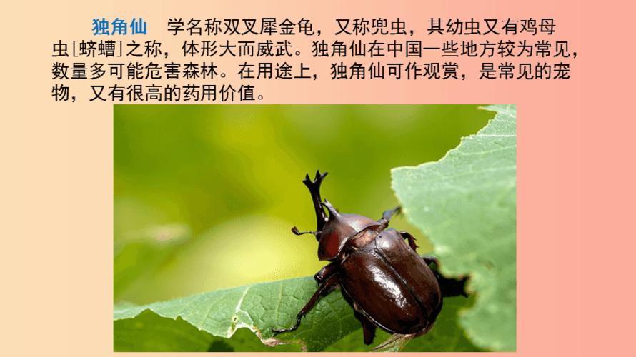2019三年级语文下册 第一单元 4 昆虫备忘录(独角仙课件 新人教版.ppt