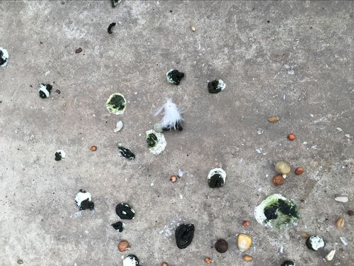 一般问题 鸽病防治  图1今天早上照的看看是不是沙门氏菌,图二鸽子