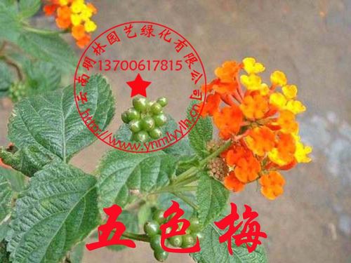 灌木种子 五色梅种子