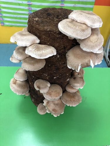 香菇的生长过程及营养价值