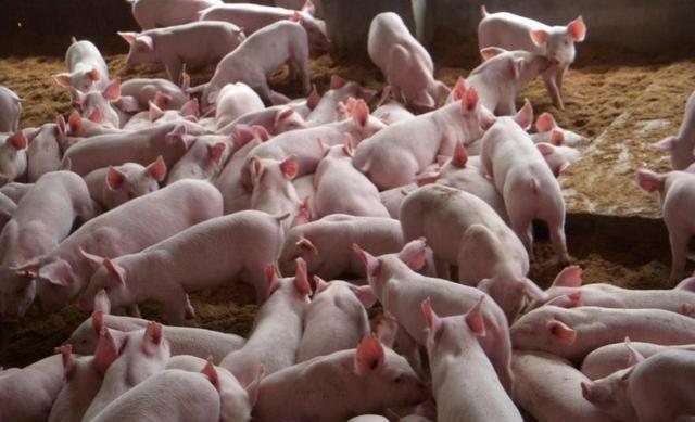 小偷来我的养猪场里偷小猪仔,被母猪撞翻踩死,我要负责吗?