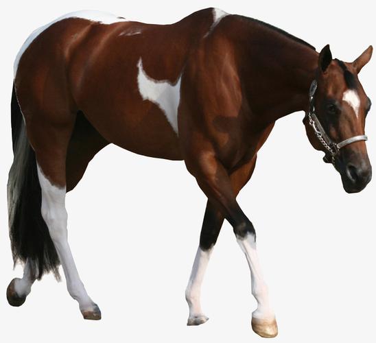 马素描手绘图片