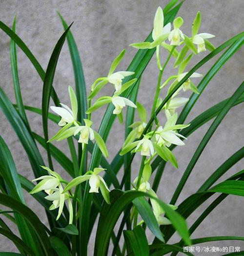 兰花别名,中国兰,春兰,兰草,兰华,幽兰,山兰,国香,空谷仙子,香祖