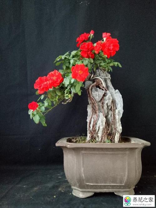蔷薇提根做盆景月季好看吗
