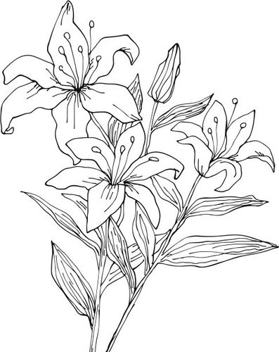 百合花,绘画插图,动物手,卷丹,线条画,美,艺术,无人,艺术品,墨水