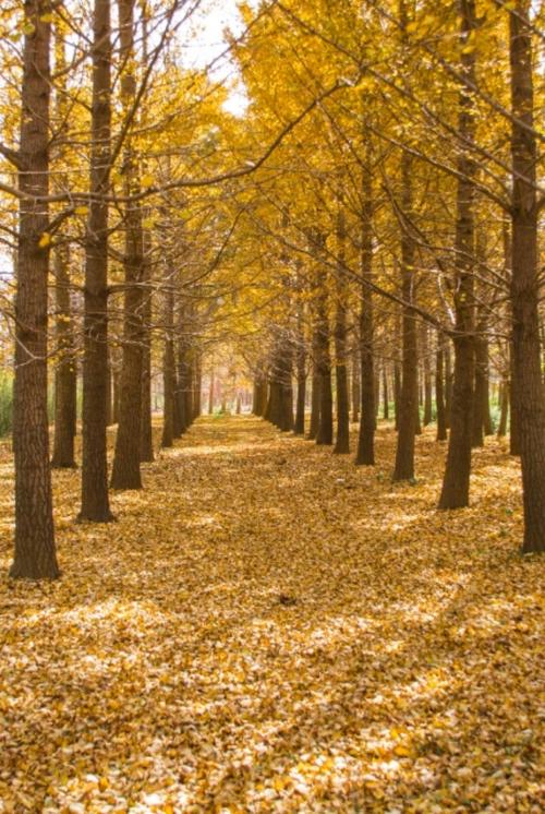 郯城新村银杏园老神树.