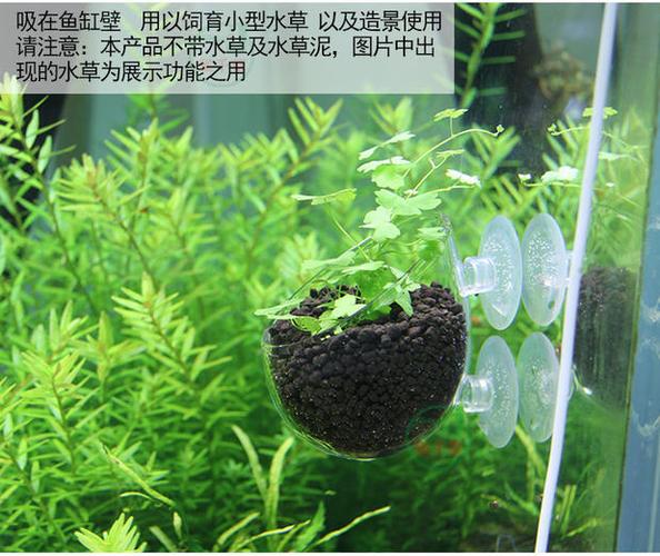 鱼缸水草杯草缸造景盆玻璃种植定植杯固定吸盘培育装饰迷你摆件小