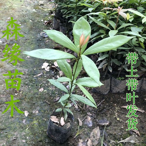 树苗珍稀名贵四川金丝楠木正宗小叶桢楠紫楠行道树