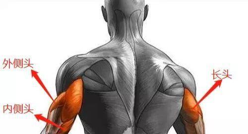 想要练出马蹄形肱三头肌只需做好这7个动作让你的手臂更有型