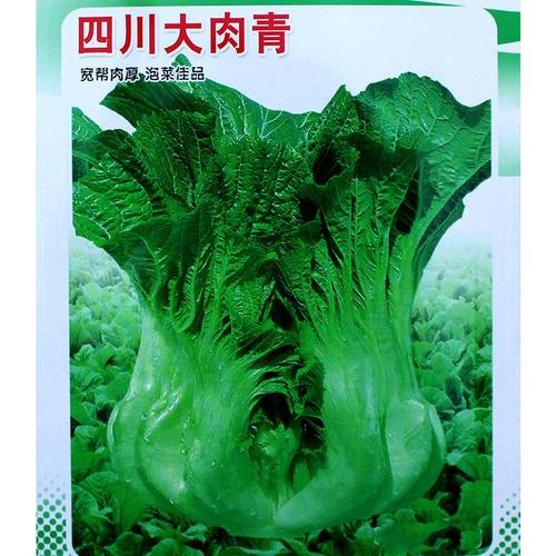 四川芥菜泡青菜种籽大肉青种子菜籽菜种酸菜鱼泡菜蔬菜孑阳台籽种_双