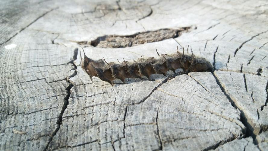 黑色的贴树皮(毛毛虫)