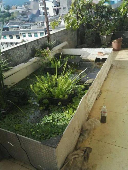 龟友的阳台龟池,养龟环境真好,看来也要建一个