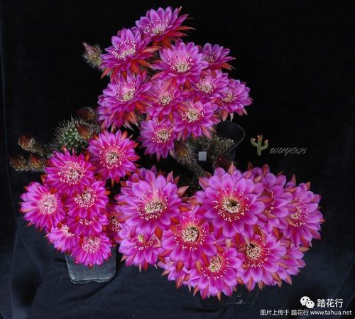 2017开花汇报第四贴(彩草,毛花)