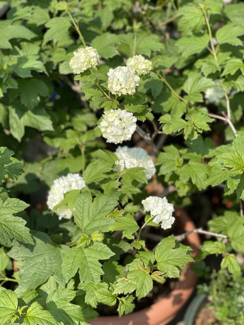 欧洲木绣球-玫瑰_木绣球_秘密花园_绣球花_我的秘密花园_家居家装