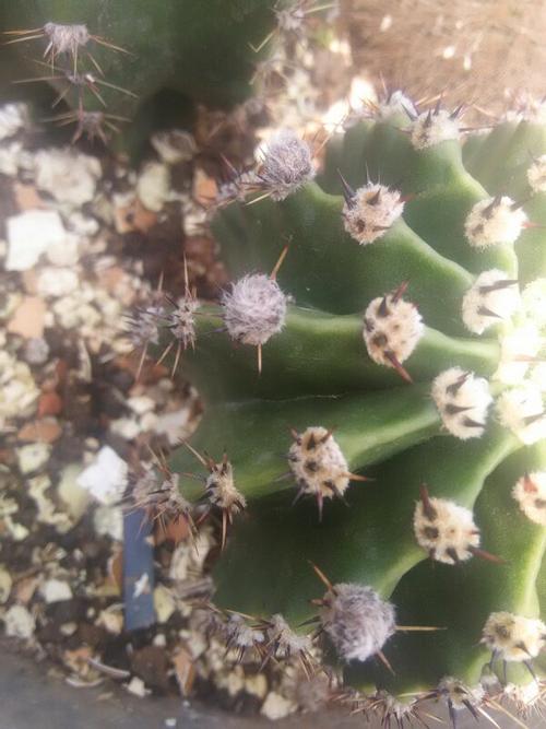 请问大神们这图是仙人球的花苞么?