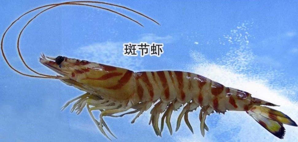 大厦门鑫宏利达 批发冷冻斑节虾6-8尾 东山海鲜 海鲜礼包