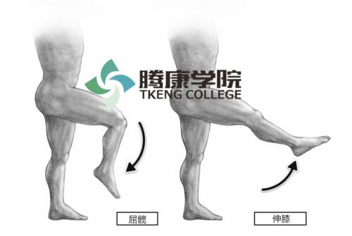 腘绳肌损伤急性多因无准备,突然而猛烈的屈髋伸膝动作,使腘绳肌受到