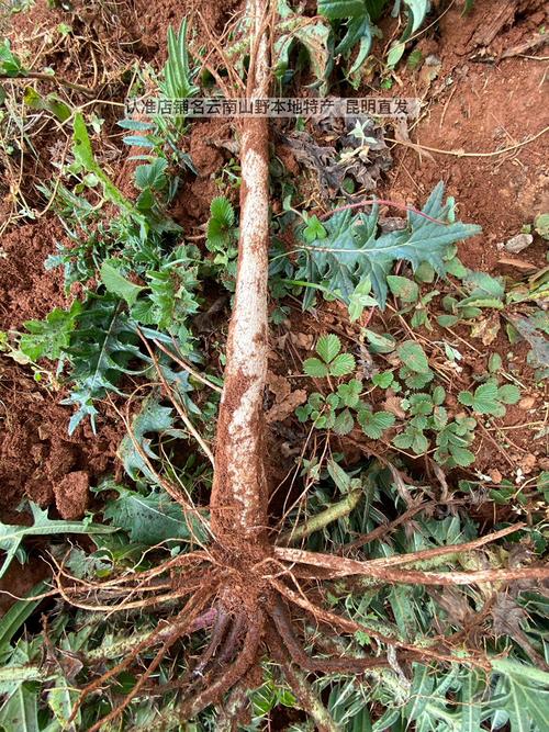 云南纯野生大蓟根马刺根刺萝卜恶鸡婆自生自长现挖现发一斤包邮