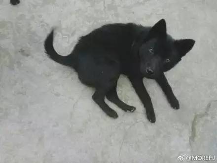 中华田园犬,我被你的颜值征服了!