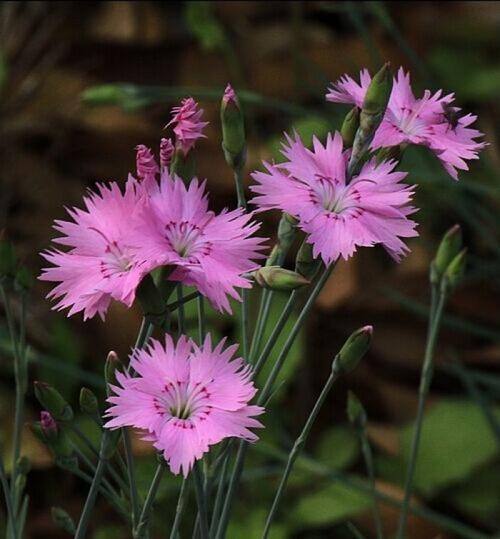 因为"抚子"之语的来源是因为瞿麦花长得娇小,颜色也很惹人喜爱,而将其