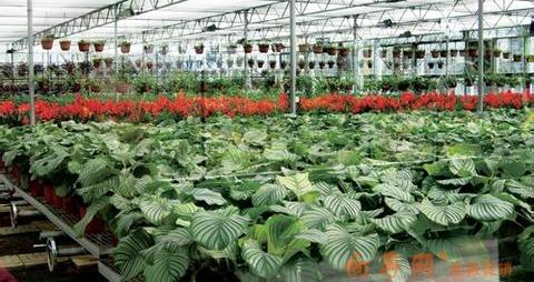 山西太原春田伟业花卉种植园 山西太原春田伟业花卉种植园 分享到