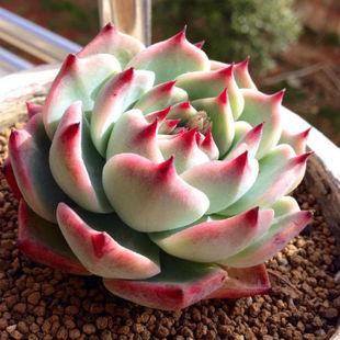 【恋恋仙踪】肉肉植物 吉娃娃 多肉植物 花卉 办公室内盆栽绿植