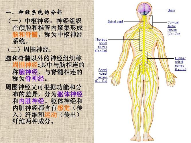 中枢神经系统(nervous_system)ppt