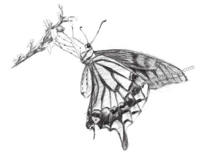 蝴蝶的素描画法步骤