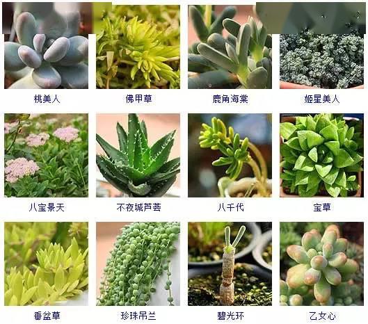 145种多肉植物品种名称及图鉴