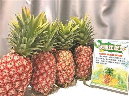 红色的菠萝,手撕菠萝,芒果菠萝……广西新品菠萝 颠覆