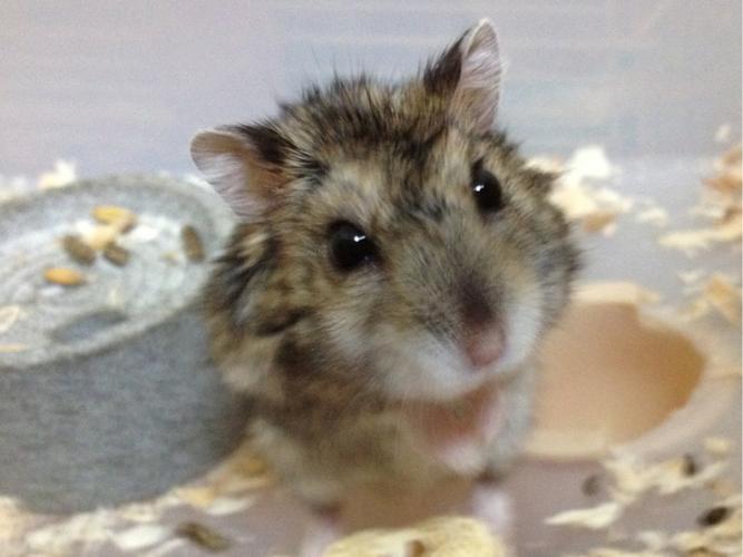 三线仓鼠智商高还是银狐智商高