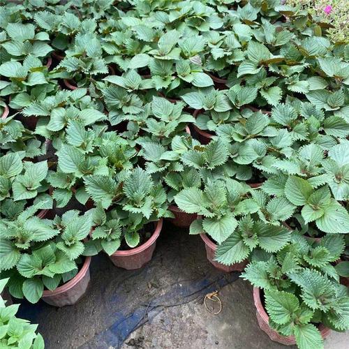 紫苏盆栽广州芳村花卉市场批发炒田螺植物香料带盆带