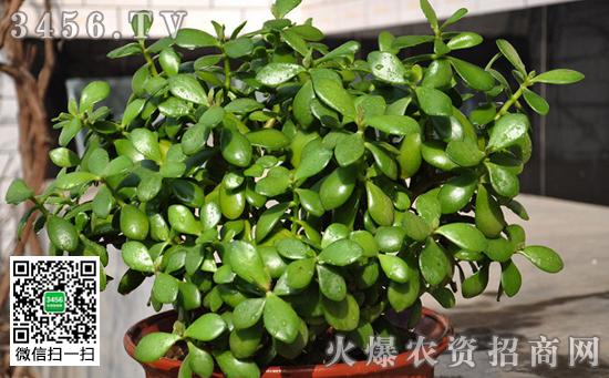 修剪:当八宝树萌发徒长枝时,需注意整形和修剪.