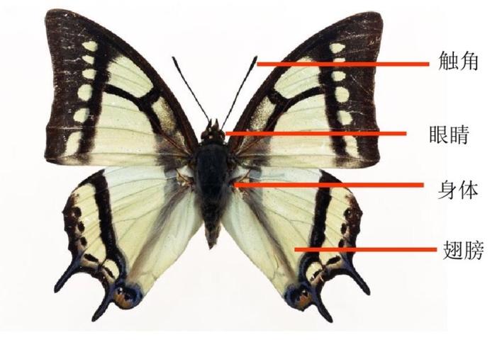 舞动的花纹——第五小学一年级美术《漂亮的蝴蝶》