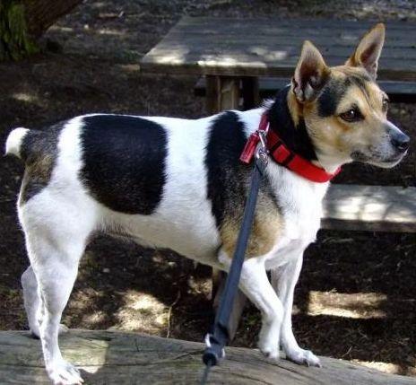 每日一犬 · 捕鼠梗