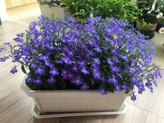 她养六倍利不用种子一根枝条培育满盆植株变成开花机器