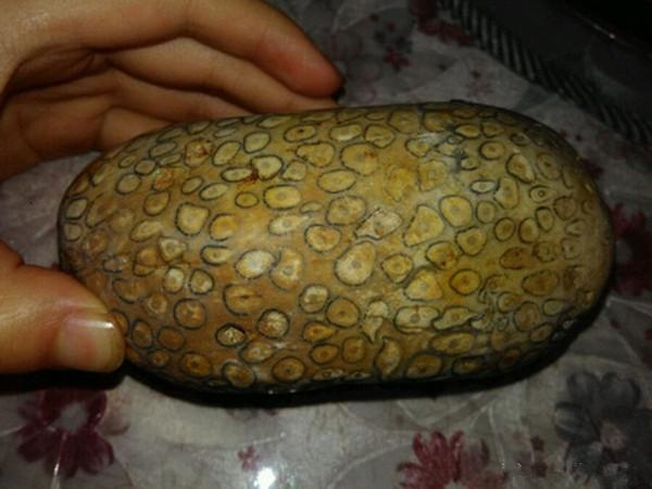 河边捡到的神奇石头有人说是珊瑚化石有人说辉木化石